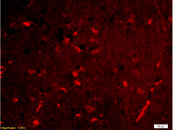 Lipocalin 2 Antibody in Immunohistochemistry (Paraffin) (IHC (P))