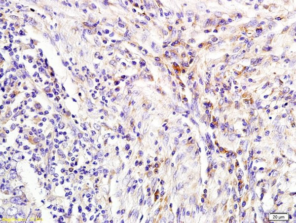 Lipocalin 2 Antibody in Immunohistochemistry (Paraffin) (IHC (P))