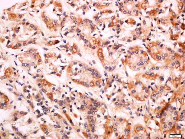 CD99L2 Antibody in Immunohistochemistry (Paraffin) (IHC (P))