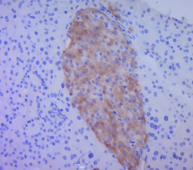 BMP4 Antibody in Immunohistochemistry (Paraffin) (IHC (P))