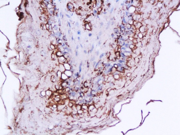 Ghrelin 28 Antibody in Immunohistochemistry (Paraffin) (IHC (P))