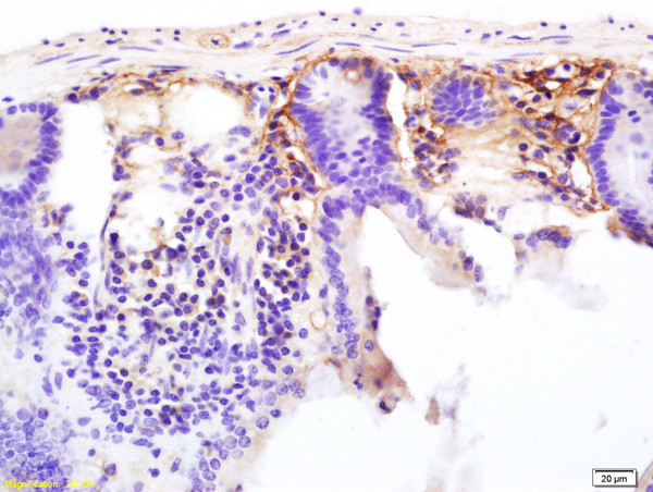 CD13/APN/ANPEN Antibody in Immunohistochemistry (Paraffin) (IHC (P))