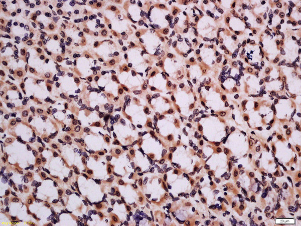 CHMP2A Antibody in Immunohistochemistry (Paraffin) (IHC (P))