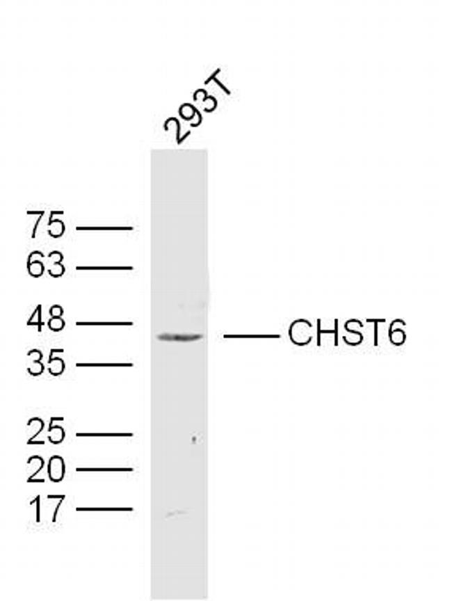 CHST6 Antibody in Western Blot (WB)