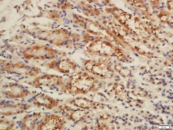 CISD1 Antibody in Immunohistochemistry (Paraffin) (IHC (P))