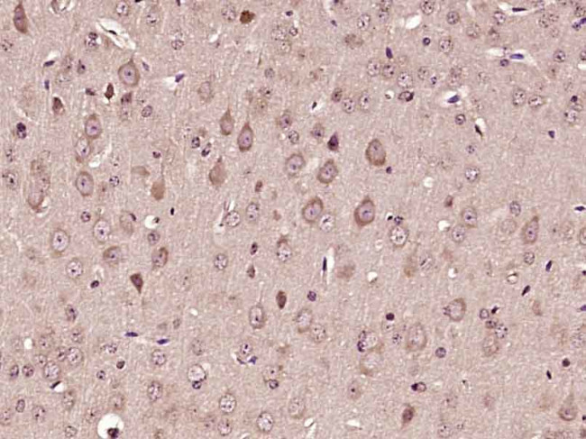 COX6A1 Antibody in Immunohistochemistry (Paraffin) (IHC (P))