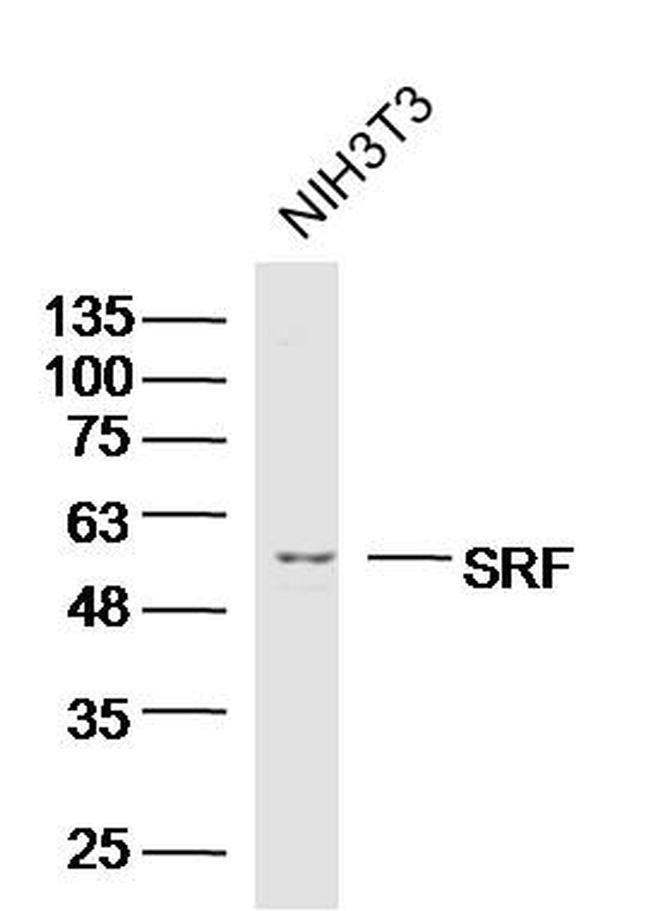 SRF Antibody in Western Blot (WB)