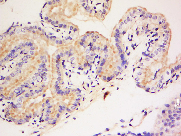 DAGLB Antibody in Immunohistochemistry (Paraffin) (IHC (P))