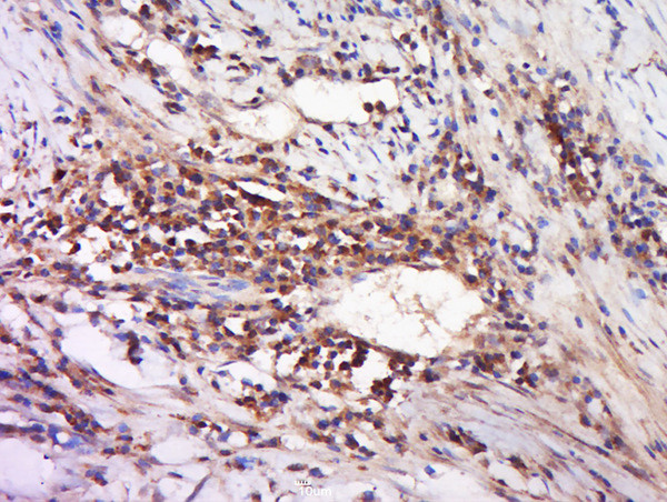 DAND5 Antibody in Immunohistochemistry (Paraffin) (IHC (P))