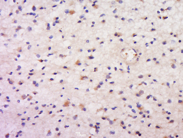 DAND5 Antibody in Immunohistochemistry (Paraffin) (IHC (P))