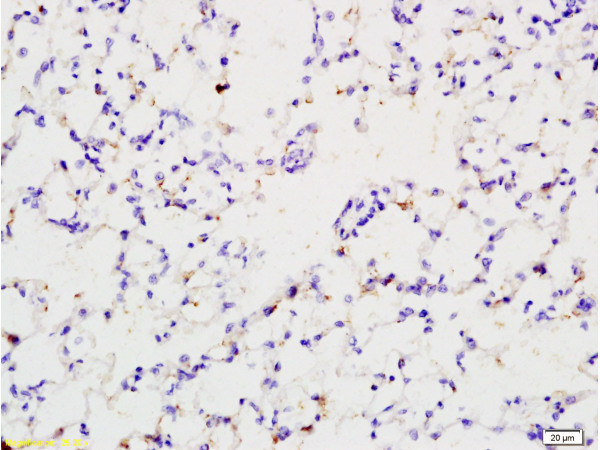 EPOR Antibody in Immunohistochemistry (Paraffin) (IHC (P))