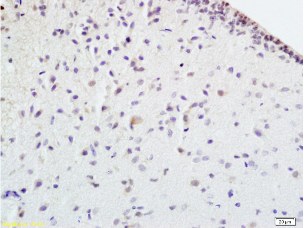 EPOR Antibody in Immunohistochemistry (Paraffin) (IHC (P))