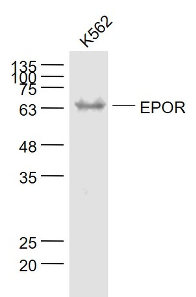 EPOR Antibody in Western Blot (WB)