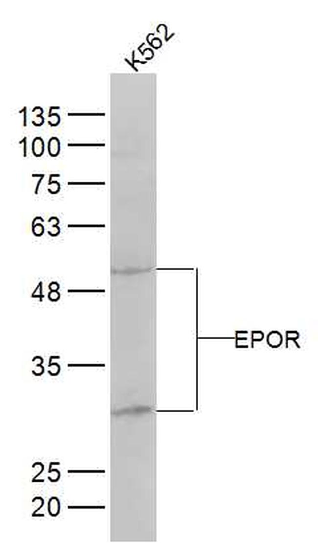 EPOR Antibody in Western Blot (WB)