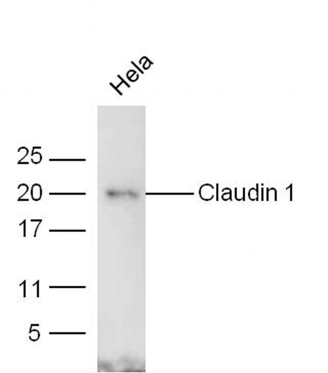 Claudin 1 Antibody in Western Blot (WB)