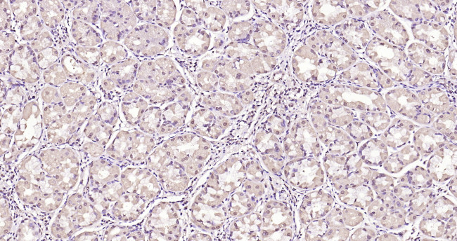 Phospho-Dnmt3a (Ser390, Ser393) Antibody in Immunohistochemistry (Paraffin) (IHC (P))