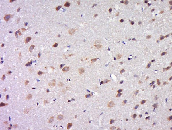 DPAGT1 Antibody in Immunohistochemistry (Paraffin) (IHC (P))