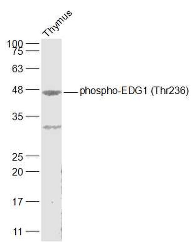 Phospho-EDG1 (Thr236) Antibody in Western Blot (WB)