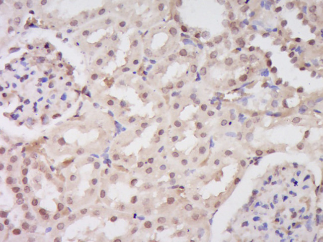 EEFSEC Antibody in Immunohistochemistry (Paraffin) (IHC (P))