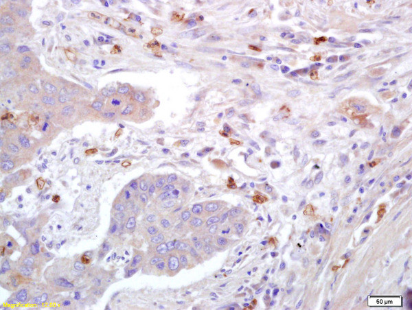 Caveolin-1 Antibody in Immunohistochemistry (Paraffin) (IHC (P))