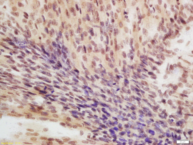 eIF4A3 Antibody in Immunohistochemistry (Paraffin) (IHC (P))