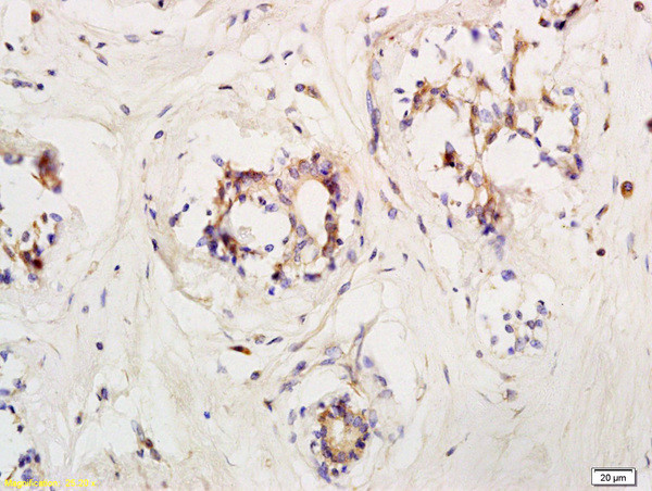 LIFR/CD118 Antibody in Immunohistochemistry (Paraffin) (IHC (P))