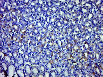 FAM108A1 Antibody in Immunohistochemistry (Paraffin) (IHC (P))