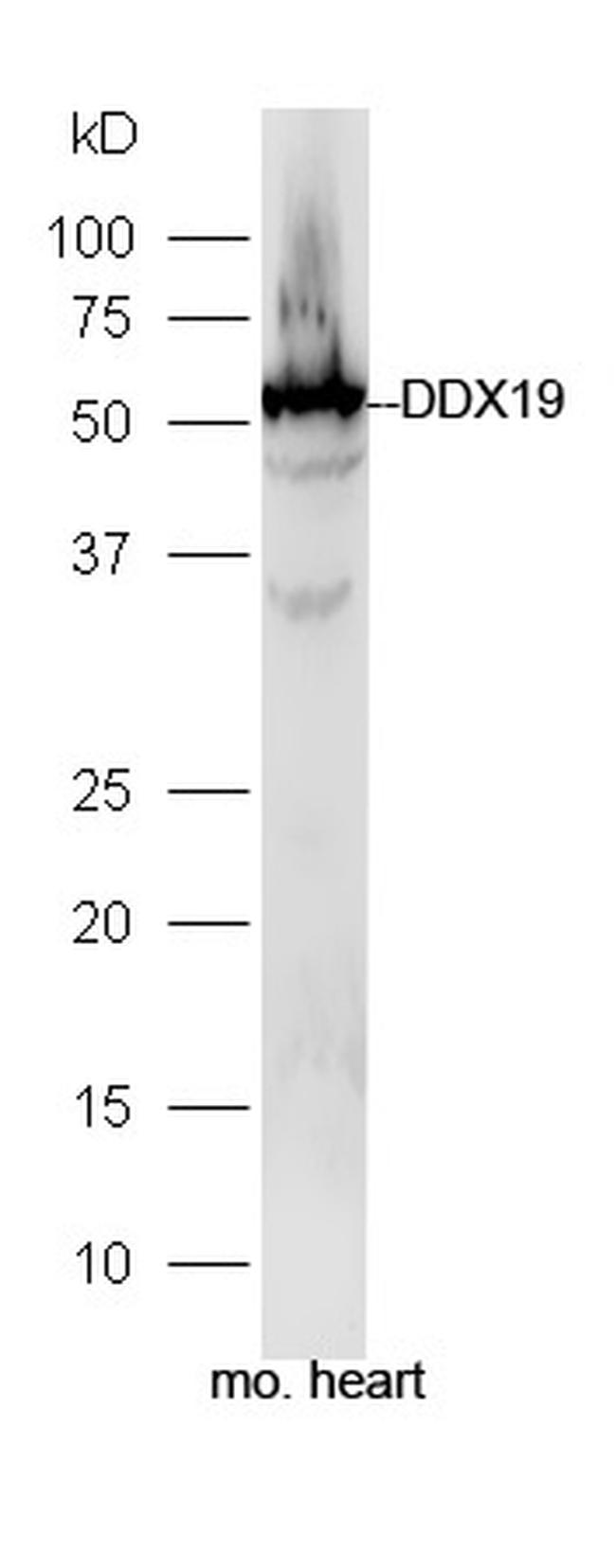 DDX19A/B Antibody in Western Blot (WB)