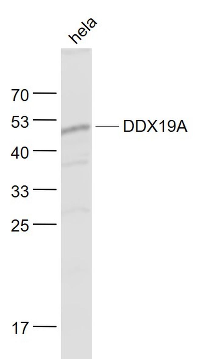 DDX19A/B Antibody in Western Blot (WB)