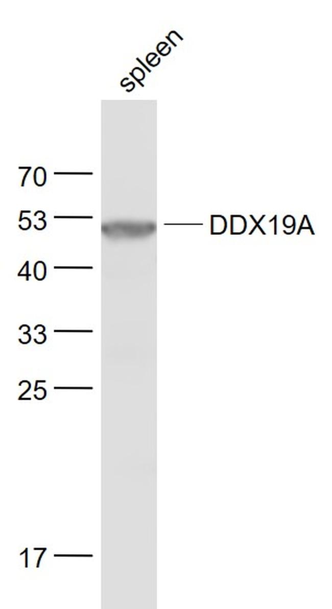 DDX19A/B Antibody in Western Blot (WB)