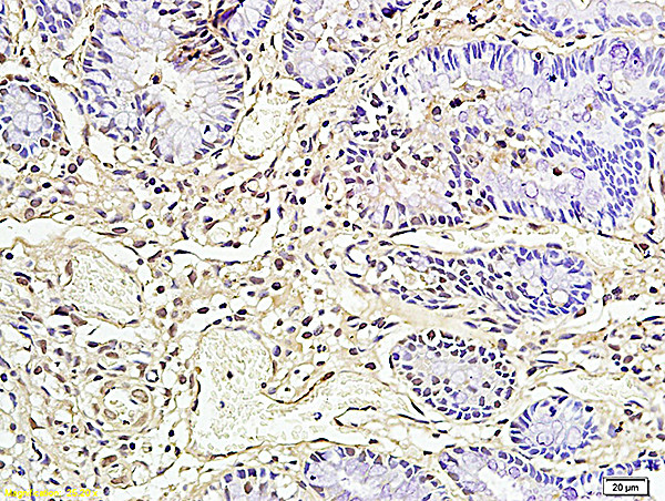 CD177/NB1 Antibody in Immunohistochemistry (Paraffin) (IHC (P))