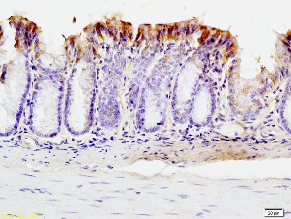 SUMO 1 Antibody in Immunohistochemistry (Paraffin) (IHC (P))