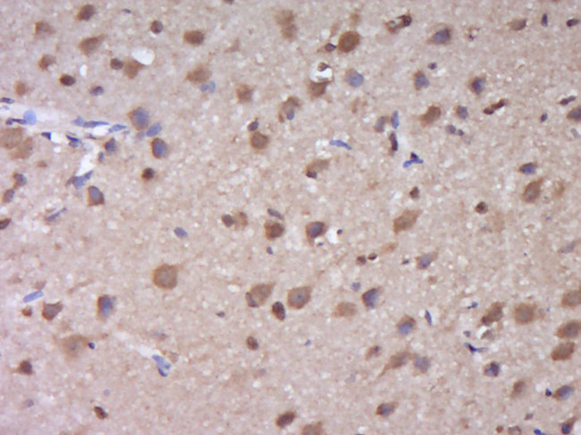 SUMO 1 Antibody in Immunohistochemistry (Paraffin) (IHC (P))