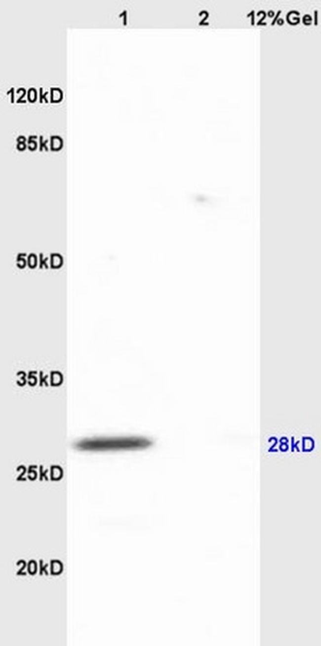 AQP1 Antibody in Western Blot (WB)