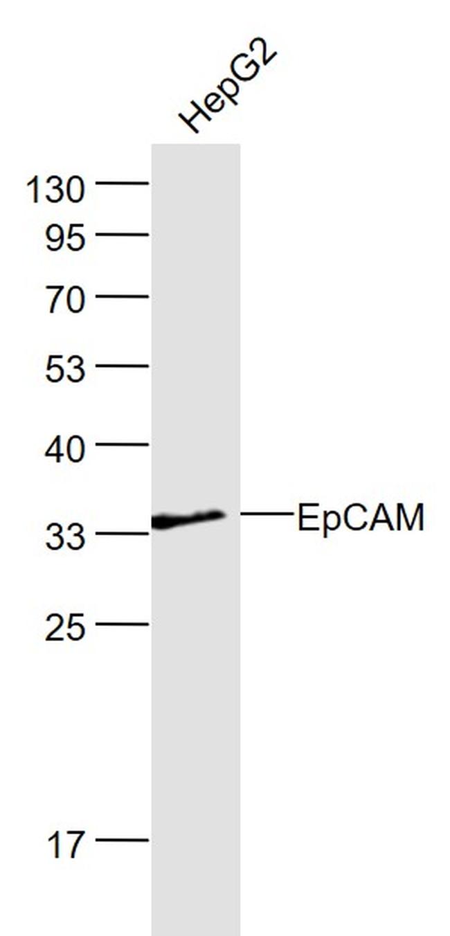 EpCAM/CD326 Antibody in Western Blot (WB)