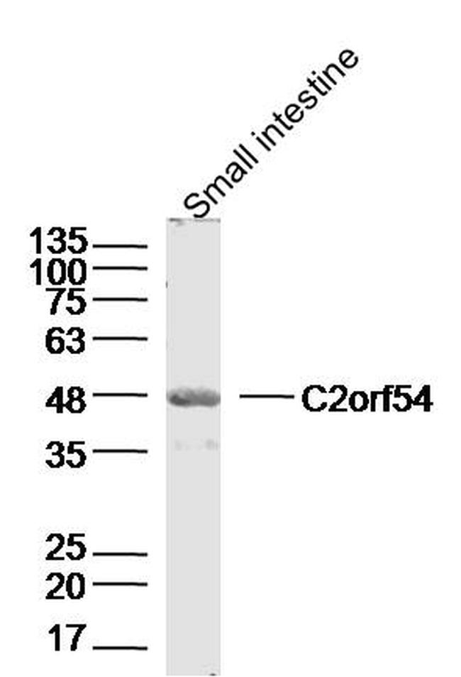 C2orf54 Antibody in Western Blot (WB)