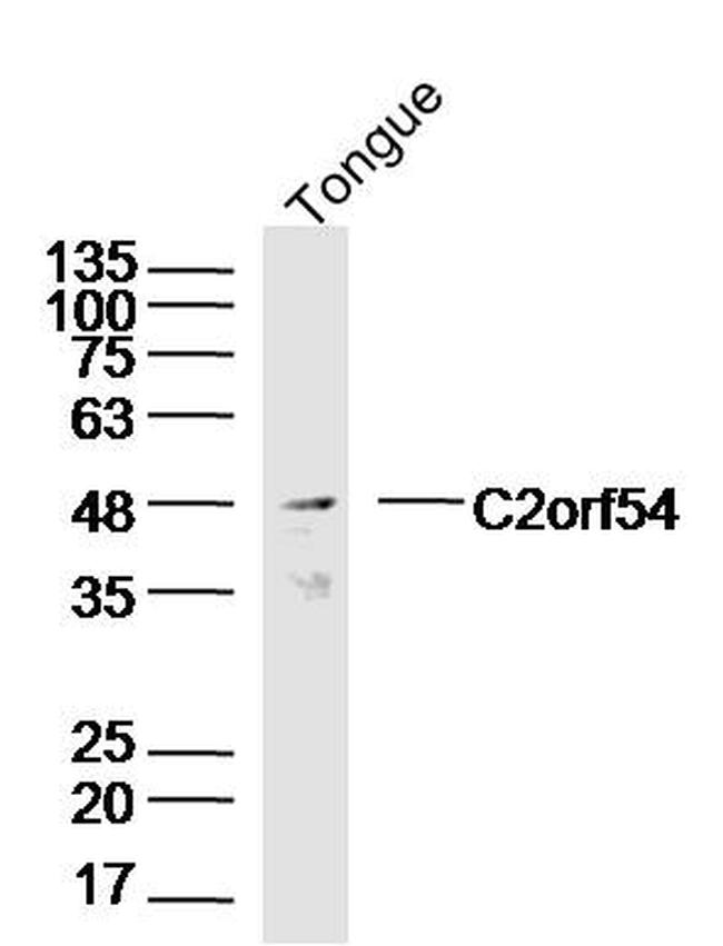 C2orf54 Antibody in Western Blot (WB)