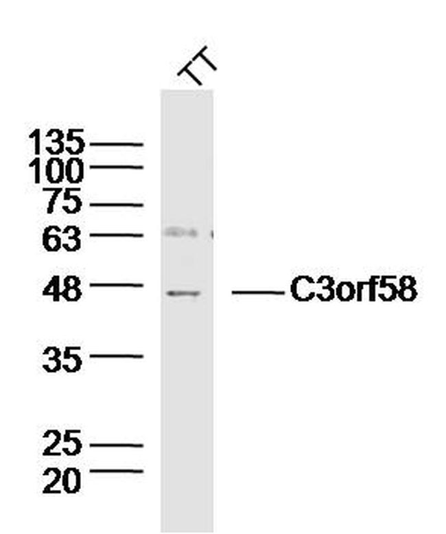 C3orf58 Antibody in Western Blot (WB)