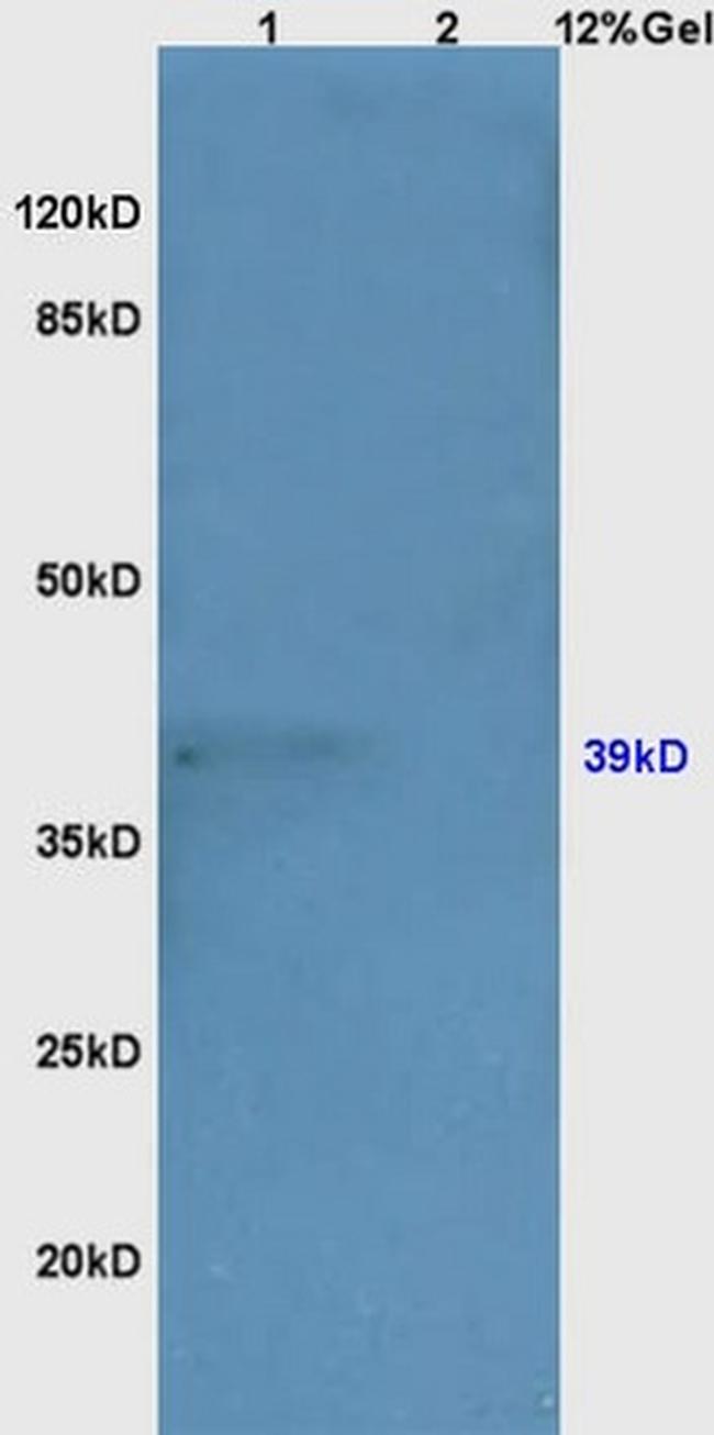 NeuroD1 Antibody in Western Blot (WB)