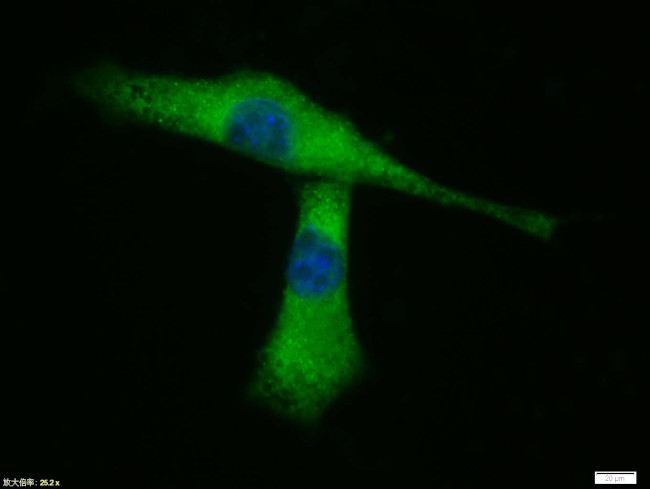 pan Cadherin Antibody in Immunocytochemistry (ICC/IF)