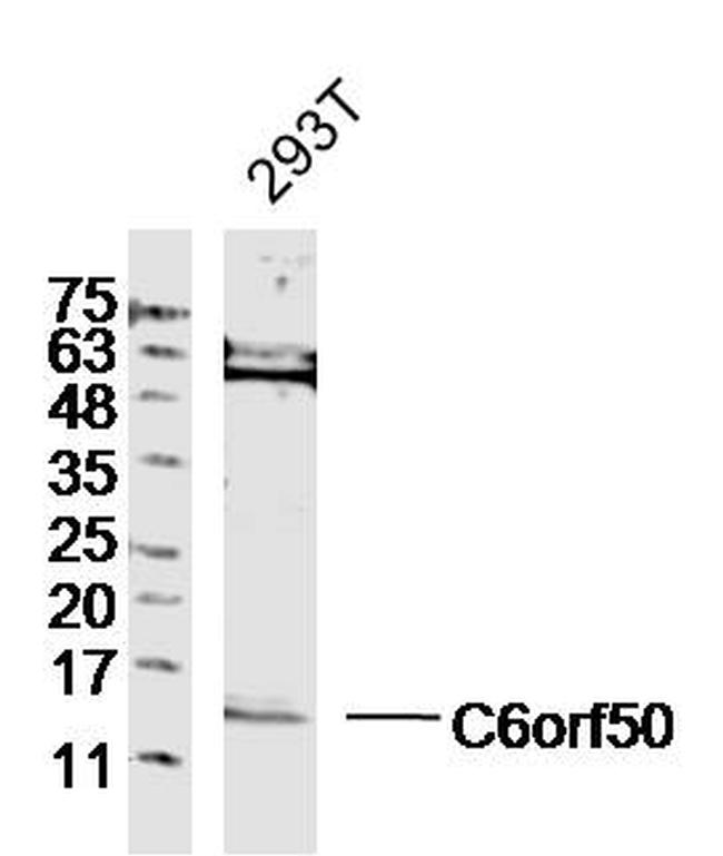 C6orf50 Antibody in Western Blot (WB)