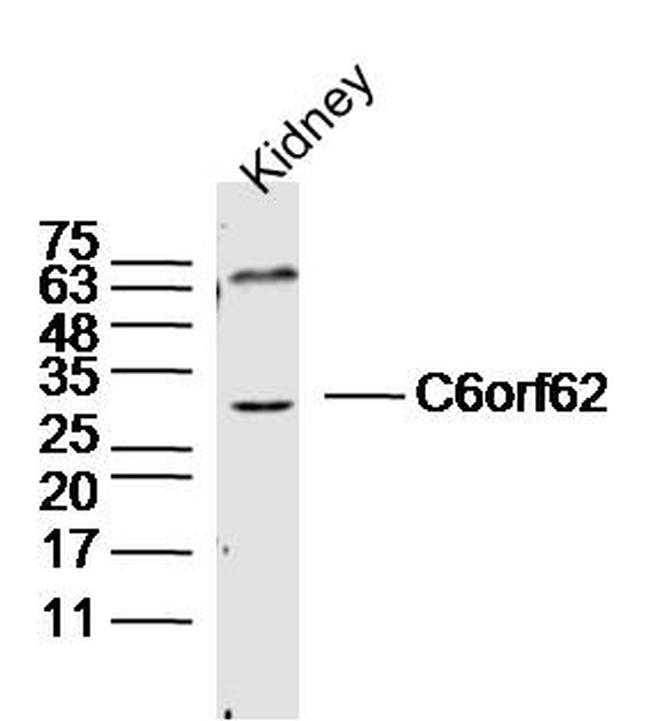 C6orf62 Antibody in Western Blot (WB)