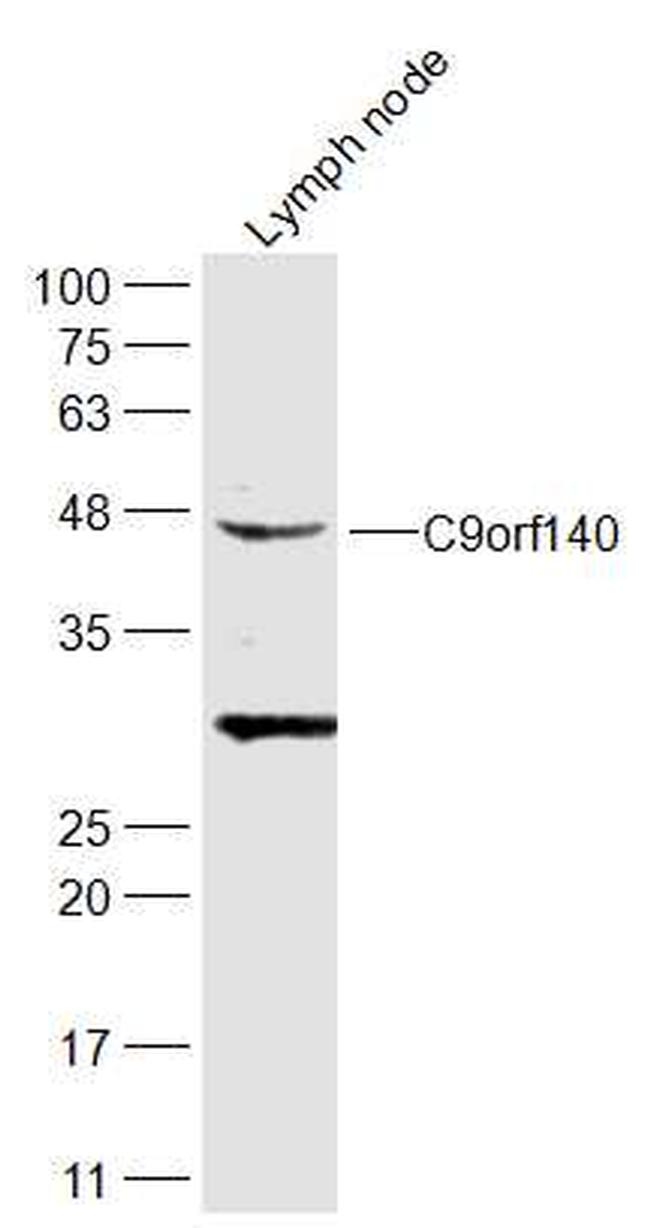 C9orf140 Antibody in Western Blot (WB)