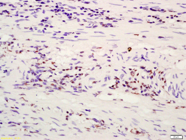 ATF4/CREB-2 Antibody in Immunohistochemistry (Paraffin) (IHC (P))