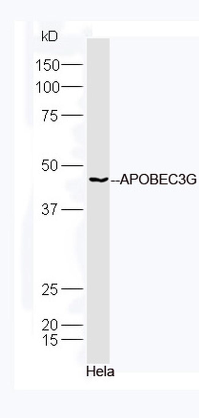 APOBEC3G Antibody in Western Blot (WB)