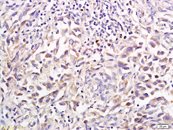 Shh Antibody in Immunohistochemistry (Paraffin) (IHC (P))