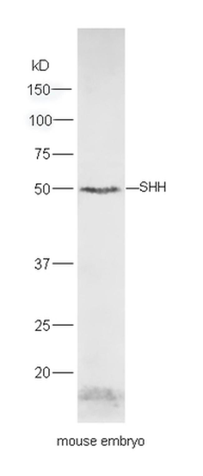 Shh Antibody in Western Blot (WB)