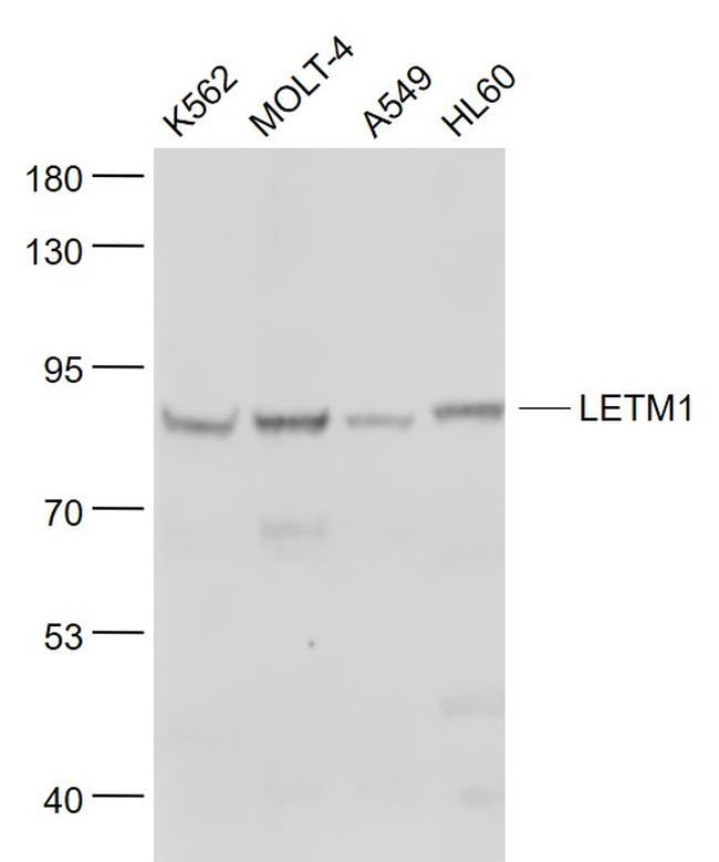 LETM1 Antibody in Western Blot (WB)