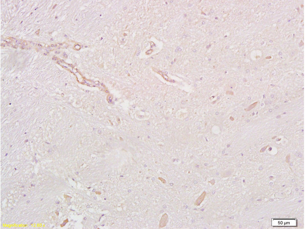 GLP-1R Antibody in Immunohistochemistry (Paraffin) (IHC (P))