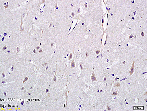 ENPP3/CD203c Antibody in Immunohistochemistry (Paraffin) (IHC (P))